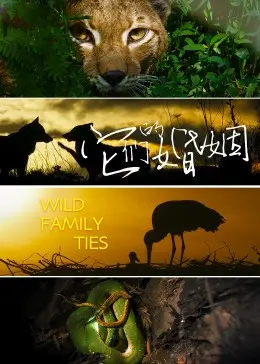 它们的婚姻 海报