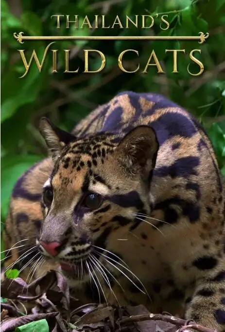 《泰国野生猫科》：深入原始雨林，揭秘惊心动魄的生存搏杀与家族秘辛
